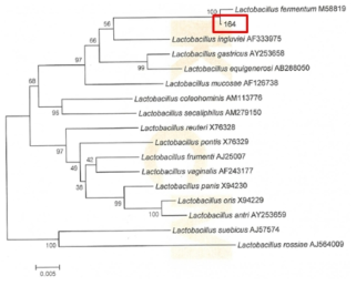 Neighbor-joining phylogenetic tree analysis based on partial 16s rRNA gene sequences of KFRI 164 strain.