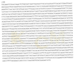 Partial 16s rRNA gene sequence for KFRI 166 strain.