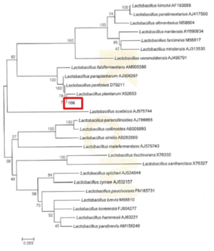 Neighbor-joining phylogenetic tree analysis based on partial 16s rRNA gene sequences of KFRI 166 strain.