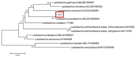 Neighbor-joining phylogenetic tree analysis based on partial 16s rRNA gene sequences of KFRI 217 strain.