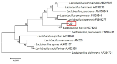 Neighbor-joining phylogenetic tree analysis based on partial 16s rRNA gene sequences of KFRI 221 strain.