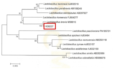 Neighbor-joining phylogenetic tree analysis based on partial 16s rRNA gene sequences of KFRI 227 strain.