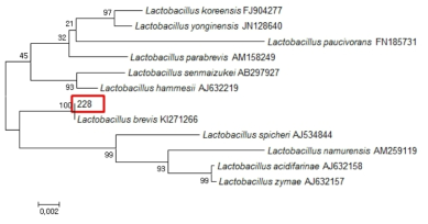 Neighbor-joining phylogenetic tree analysis based on partial 16s rRNA gene sequences of KFRI 228 strain.