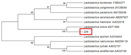 Neighbor-joining phylogenetic tree analysis based on partial 16s rRNA gene sequences of KFRI 229 strain.