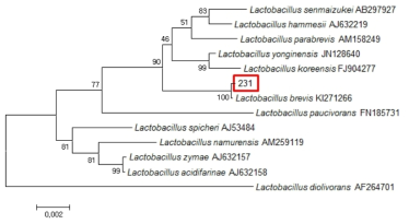 Neighbor-joining phylogenetic tree analysis based on partial 16s rRNA gene sequences of KFRI 162 strain.