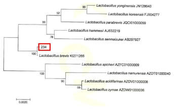 Neighbor-joining phylogenetic tree analysis based on partial 16s rRNA gene sequences of KFRI 234 strain.