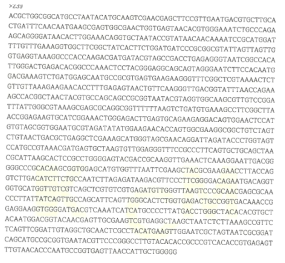 Partial 16s rRNA gene sequence for KFRI 239 strain.