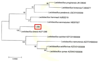 Neighbor-joining phylogenetic tree analysis based on partial 16s rRNA gene sequences of KFRI 239 strain.