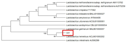 Neighbor-joining phylogenetic tree analysis based on partial 16s rRNA gene sequences of KFRI 341 strain.