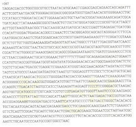 Partial 16s rRNA gene sequence for KFRI 347 strain.