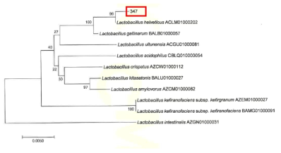 Neighbor-joining phylogenetic tree analysis based on partial 16s rRNA gene sequences of KFRI 347 strain.