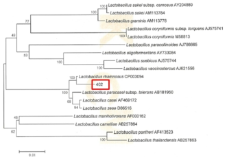 Neighbor-joining phylogenetic tree analysis based on partial 16s rRNA gene sequences of KFRI 402 strain.