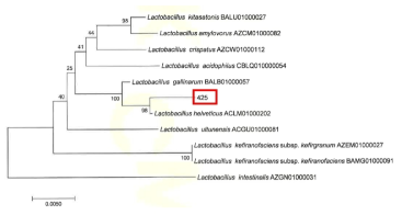 Neighbor-joining phylogenetic tree analysis based on partial 16s rRNA gene sequences of KFRI 425 strain.