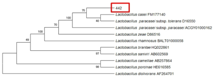 Neighbor-joining phylogenetic tree analysis based on partial 16s rRNA gene sequences of KFRI 442 strain.