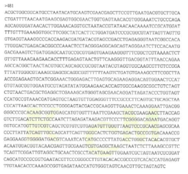 Partial 16s rRNA gene sequence for KFRI 481 strain.