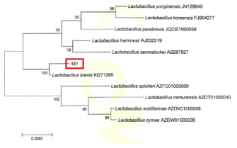 Neighbor-joining phylogenetic tree analysis based on partial 16s rRNA gene sequences of KFRI 481 strain.