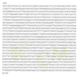 Partial 16s rRNA gene sequence for KFRI 658 strain.