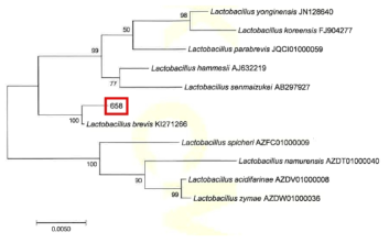 Neighbor-joining phylogenetic tree analysis based on partial 16s rRNA gene sequences of KFRI 658 strain.