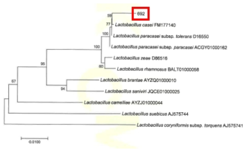 Neighbor-joining phylogenetic tree analysis based on partial 16s rRNA gene sequences of KFRI 692 strain.