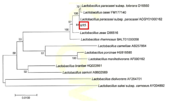 Neighbor-joining phylogenetic tree analysis based on partial 16s rRNA gene sequences of KFRI 695 strain.