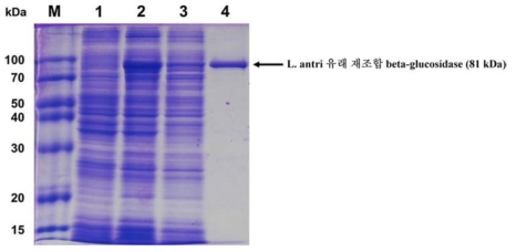 L. antri 유래 재조합 β-glucosidase의 발현 및 정제