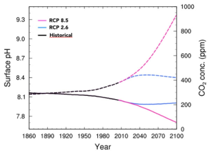 Global mean carbon dioxide concentration (dash) and surface pH (solid) changes simulated by HadGEM2-CC during 1860-2005 (black) and from two RCP scenarios, 2.6 (blue), 8.5 (red) for the 21st century