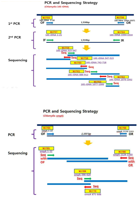 상: Chlamydia 16S rDNA 염기서열 분석 요약, 하: Chlamydia ompA 염기서열 분석 요약