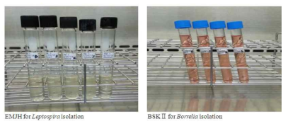 Leptospira, Borrelia 분리 및 배양을 위해 사용하는 접종 배지