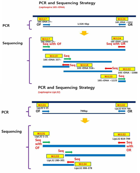 상: Leptospira 16S rDNA 유전자 염기서열 분석 요약,