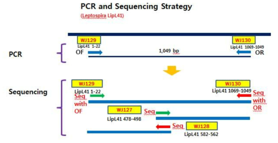 Leptospira LipL41 유전자 염기서열 분석 요약.