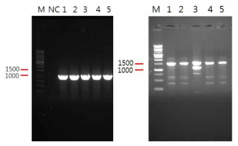 PCR로 ompA (좌), 16S rDNA (우) 유전자를 증폭한 결과.