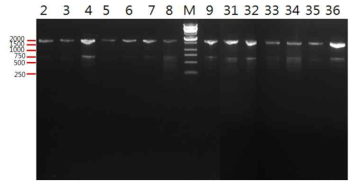 2차년도 기탁균주의 16S rDNA 유전자 PCR 결과.