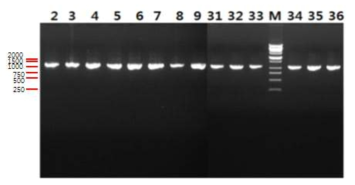 PCR로 ompA 유전자를 증폭한 결과.