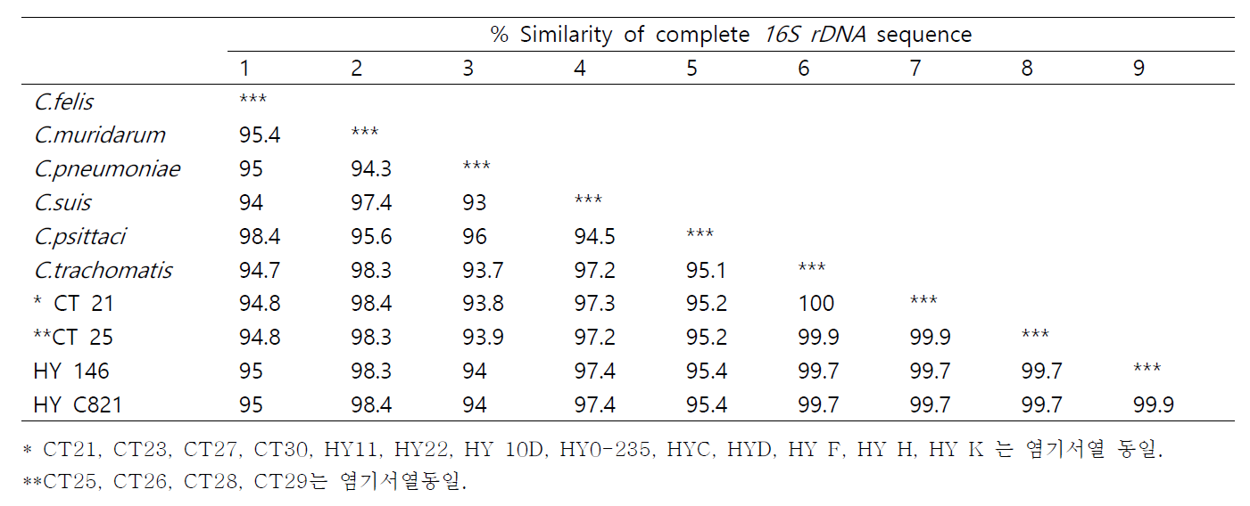 분리균주와 chlamydia과에 속하는 균주들 사이의 16S rDNA 염기서열 유사 매트릭스