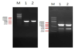 PCR로 16S rRNA (왼쪽), LipL32 (오른쪽) 유전자를 증폭한 결과