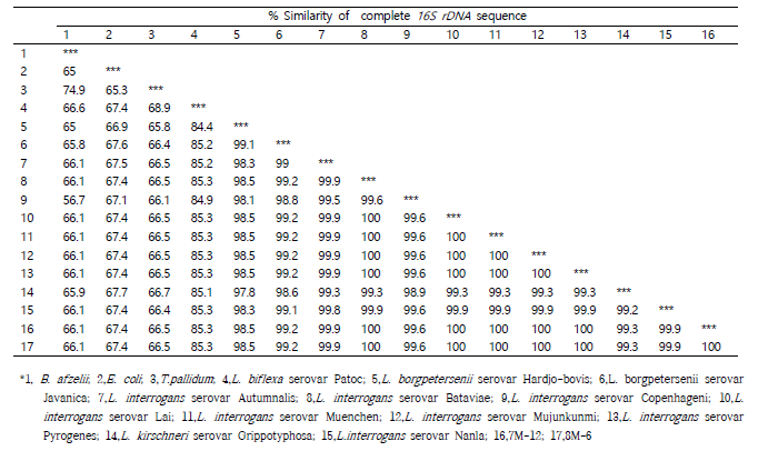 1차년도 분리균주와 Spirochaetaceae과에 속하는 균주들 사이의 16S rDNA 염기서열 유사 매트릭스