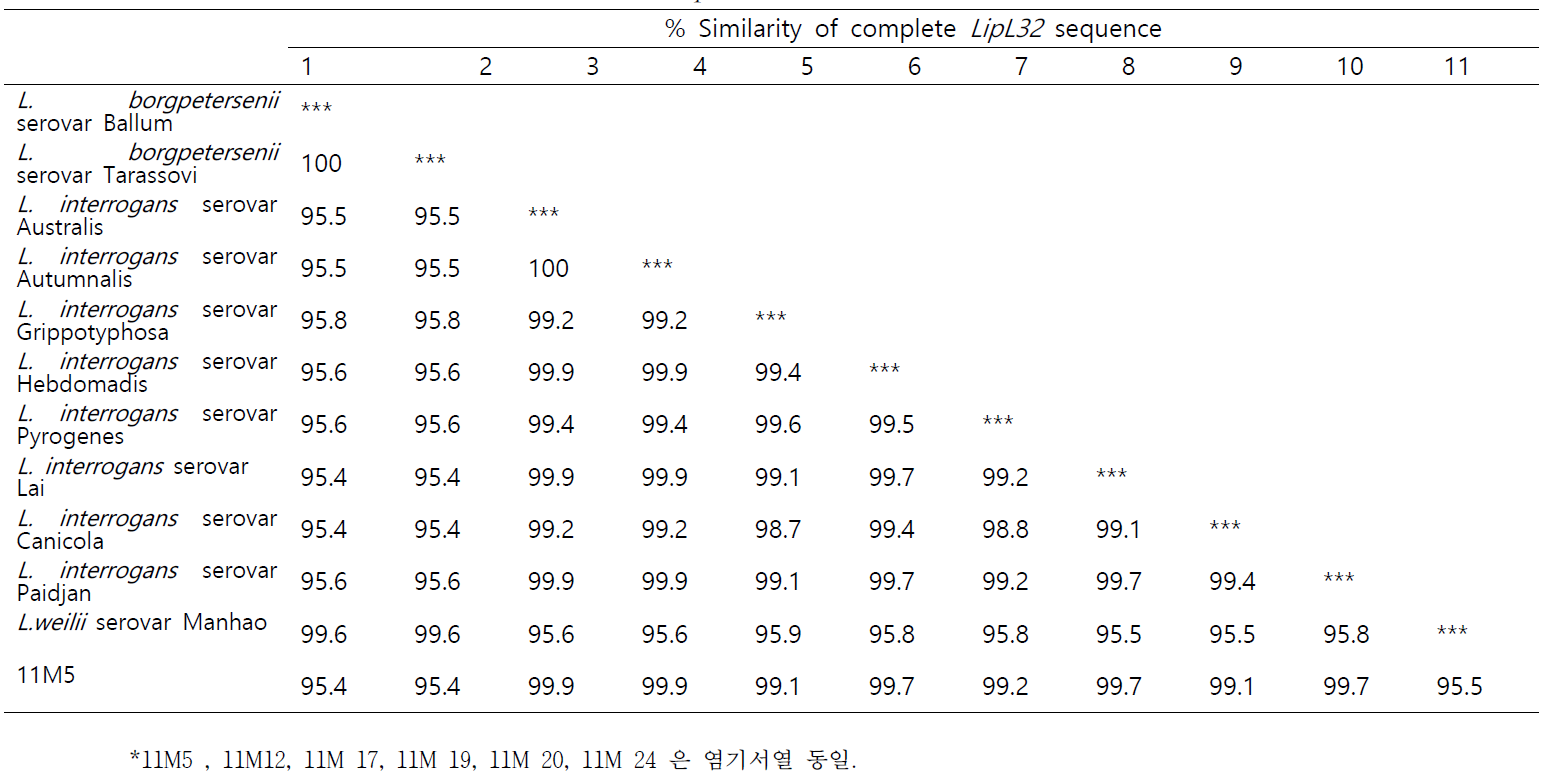 2차년도 분리균주 여러 혈청형간의 LipL32 염기서열 유사 매트릭스