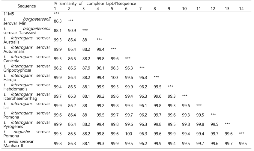 2차년도 분리균주 여러 혈청형간의 LipL41 염기서열 유사 매트릭스