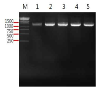 PCR로 16S rDNA 유전자를 증폭한 결과.