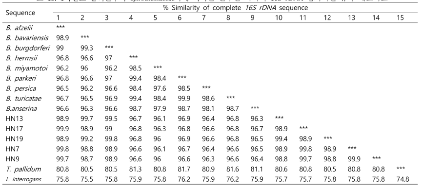 1차년도 분리균주와 Spirochaetaceae과에 속하는 균주들 사이의 16S rDNA 염기서열 유사 매트릭스