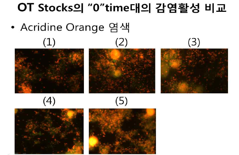 동결보존제에 현탁한 오리엔티아 stock을 곧바로 (otime) L929 세포에 감염시켜 acridin orange로 염색한 결과