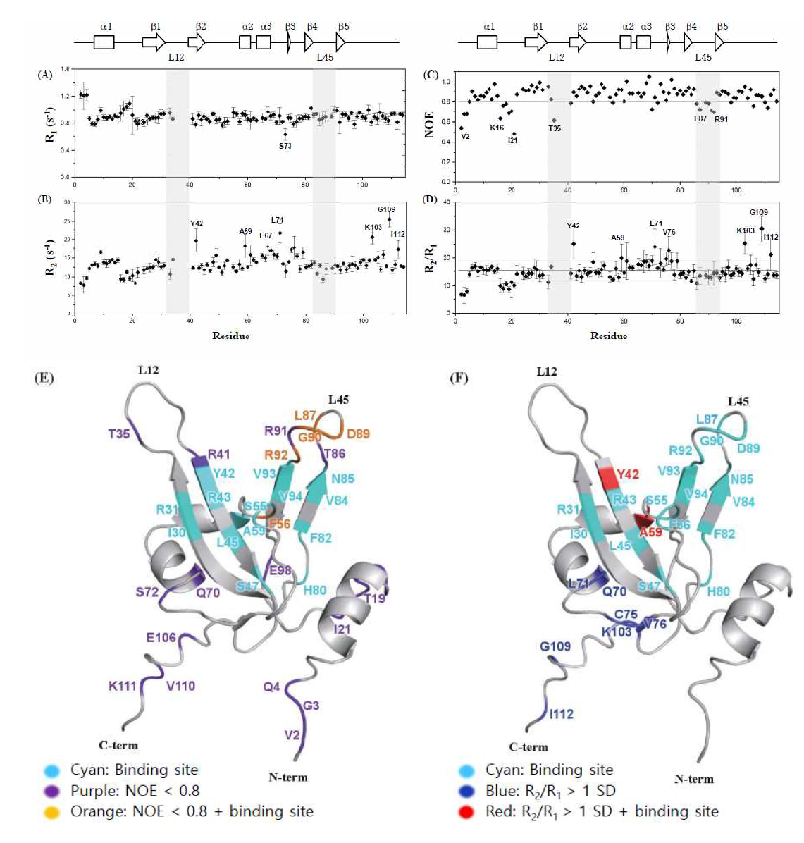 (A) R1 (B) R2 (C) heteroNOE (D) R2/R1 (E) RPA70N 의 알려진 peptide binding site (cyan), heteroNOE < 0.8 (purple), peptide binding site 이면서 heteroNOE < 0.8 인 부분 (orange) (F) R2/R1이 평균보다 표준편차이상 큰 부분 (Blue), peptide binding site 이면서 R2/R1 이 평균보다 표준편차 이상 큰 부분 (Red)