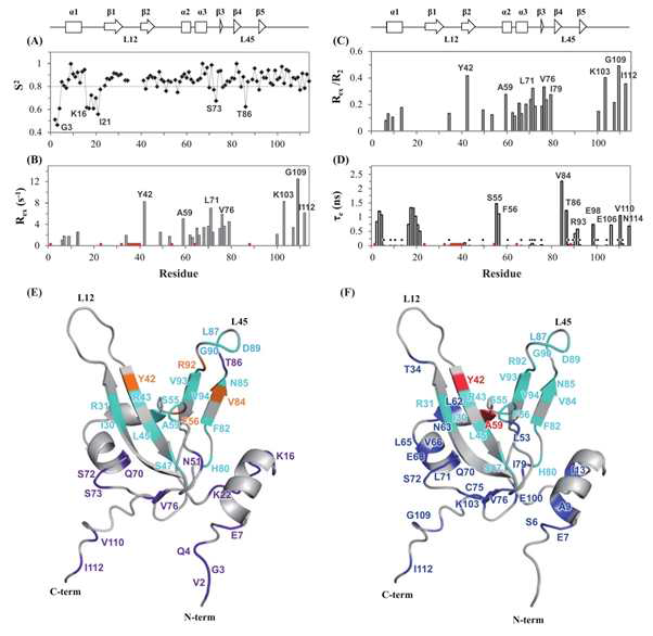 (A) S2 (B) Rex (C) Rex/R2 (D) τc (E) RPA70N 의 알려진 peptide binding site (cyan), S2 < 0.8 (purple), peptide binding site 이면서 S2 < 0.8 인 부분 (orange) (F) Rex 가 존재하는 부분 (Blue), peptide binding site 이면서 Rex 가 존재하는 부분 (Red)