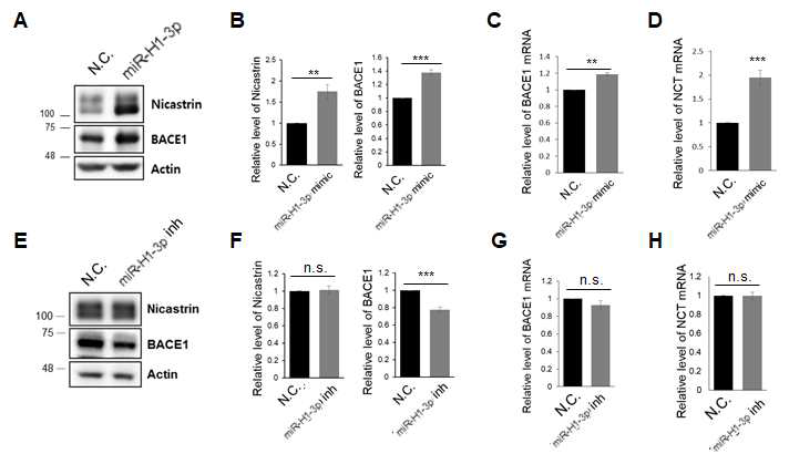 miR-H1-3p의 변화에 따른 nicastrin, BACE1 단백질 및 mRNA 발현의 변화 확인