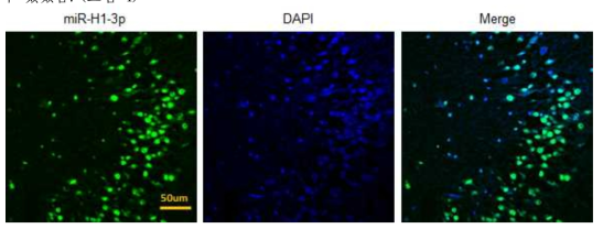 human brain 내 miR-H1-3p 의 발현 유무 확인