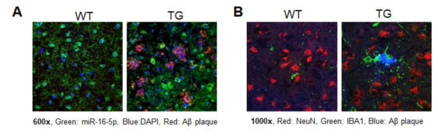 miR-16-5p에 대한 in situ hybridization 결과 (A) 및 NeuN 과 IBA1 에 대한 immunohistochemistry