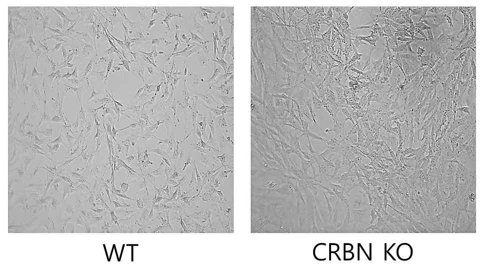 SV40-Immortalized Mouse Embryonic Fibroblast의 세포분열 양상확인