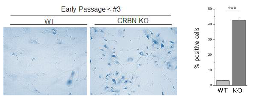SA-β-gal assay 및 CRBN 삭제(-/-) MEF에서의 세포노화의 증가