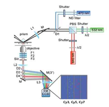 다색 프렛 기술 구축을 위한 현미경 모식도