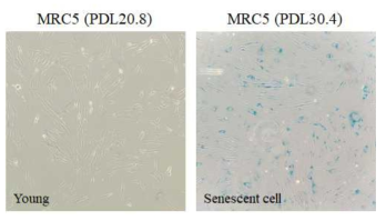 노화가 유도된 MRC5 세포